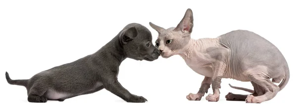 Chihuahua köpek, 10 haftalık Sphyx yavru kedi ile etkileşim, — Stok fotoğraf