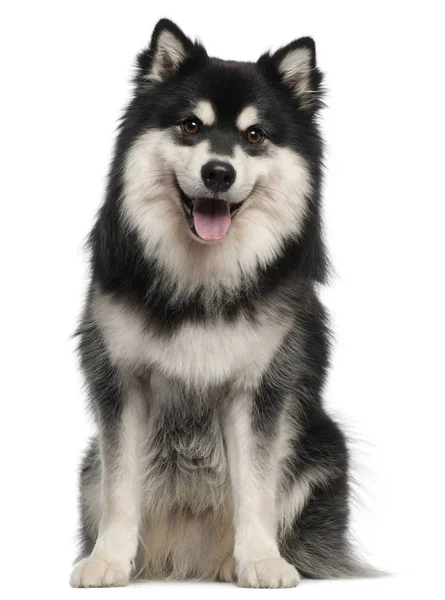 finse lappenhond stockfoto's, rechtenvrije finse lappenhond