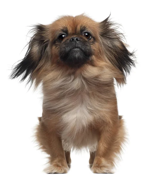 Pekingese, 2 en een half jaar oud, staande voor witte ba — Stockfoto