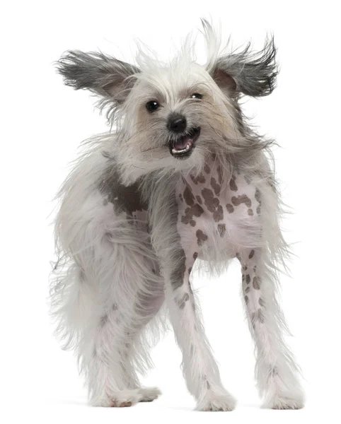 Chinese Crested Dog with windblown hair, 11 months old, standing — Stock Photo, Image