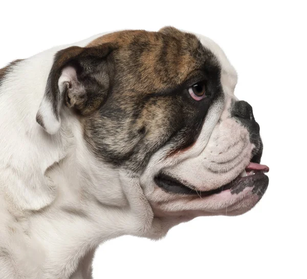 Close-up profile of English Bulldog, 8 months old, in front of w — Stock Photo, Image