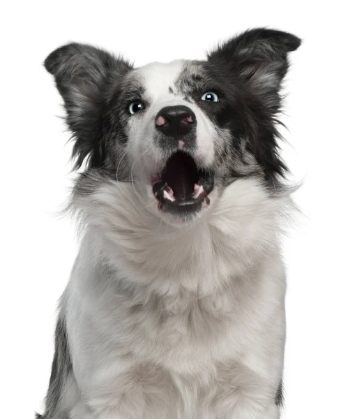 Border Collie, 10 months old, barking in front of white backgrou — Stock Photo, Image
