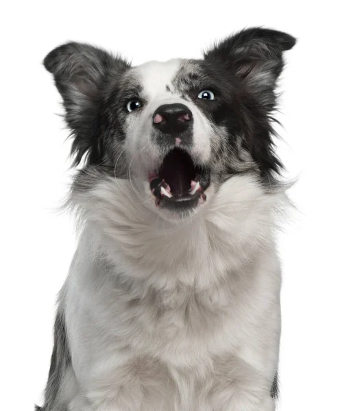 Border Collie, 10 meses, ladrando frente al fondo blanco — Foto de Stock