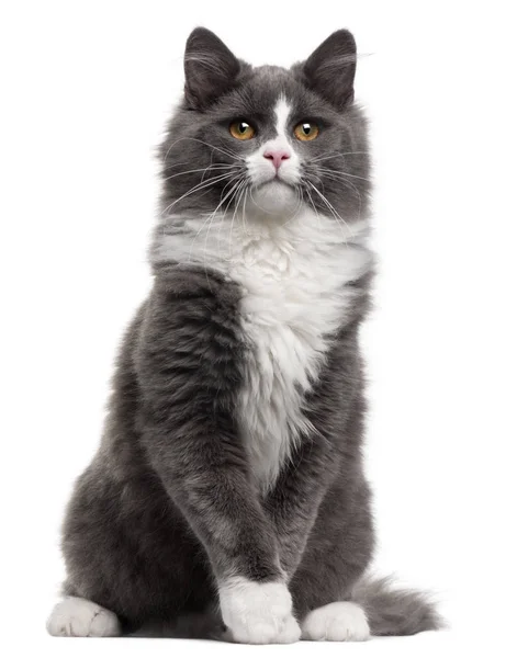 Grey and white cat, 5 months old, sitting in front of white back — Stock Photo, Image
