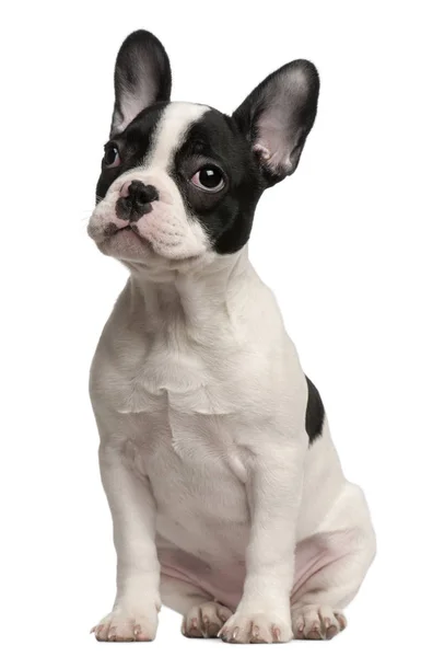 Cachorro Bulldog francés, de 3 meses y medio, sentado delante — Foto de Stock