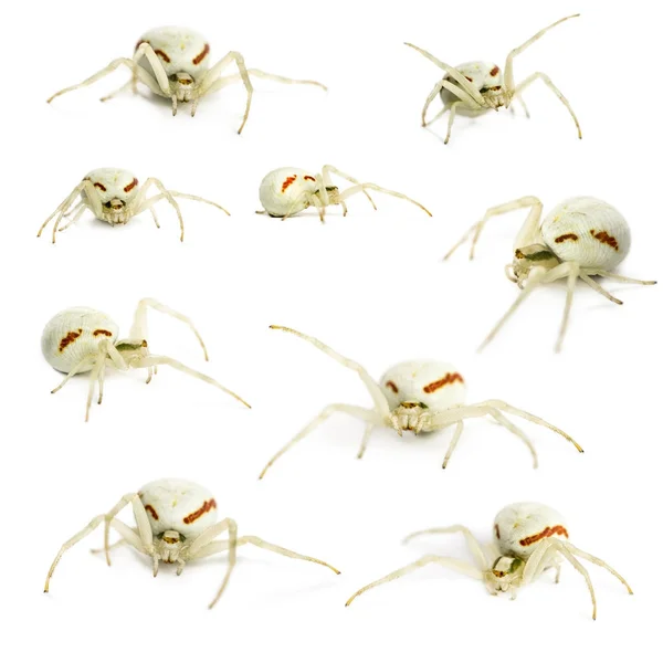 Kultainen taskurapu Hämähäkki, Misumena vatia edessä valkoinen backgroun — kuvapankkivalokuva