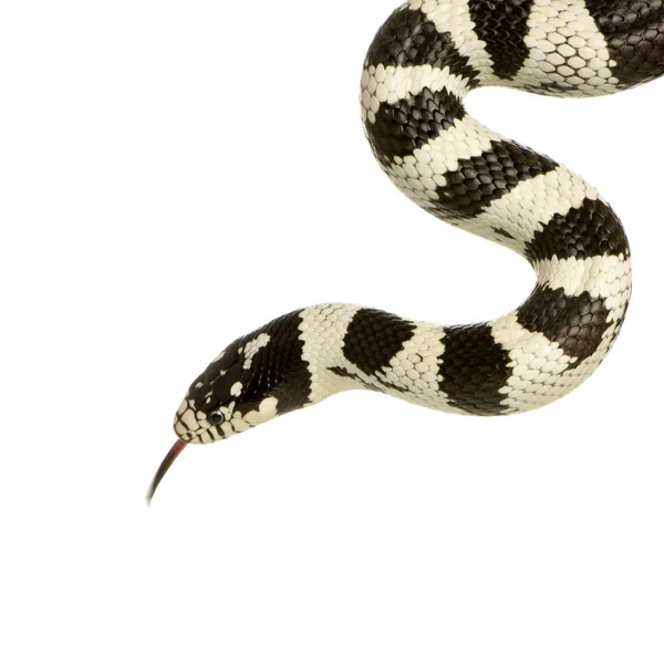 Королівська змія Каліфорнії - Королівська getulus californiae — стокове фото