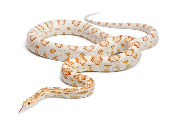 Cukrowa Laska wąż zbożowy lub Red Rat Snake, Pantherophis guttatus, ja — Zdjęcie stockowe