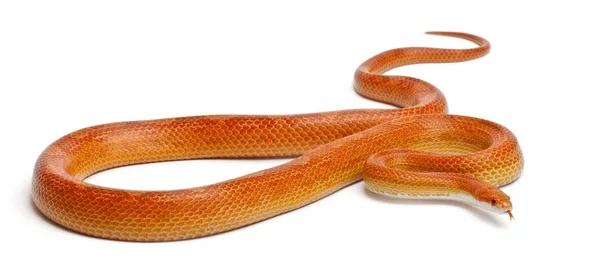 Albino's mothley maïs slang of Red Rat Snake, Pantherophis guttat — Stockfoto