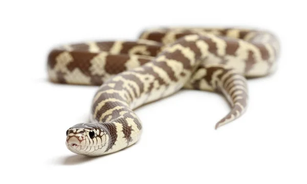 Bananen-Königsnatter oder Gemeine Königsnatter, Lampropeltis getul — Stockfoto