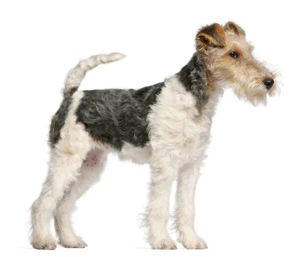 Fox Terrier puppy, 4 months old, in front of white background