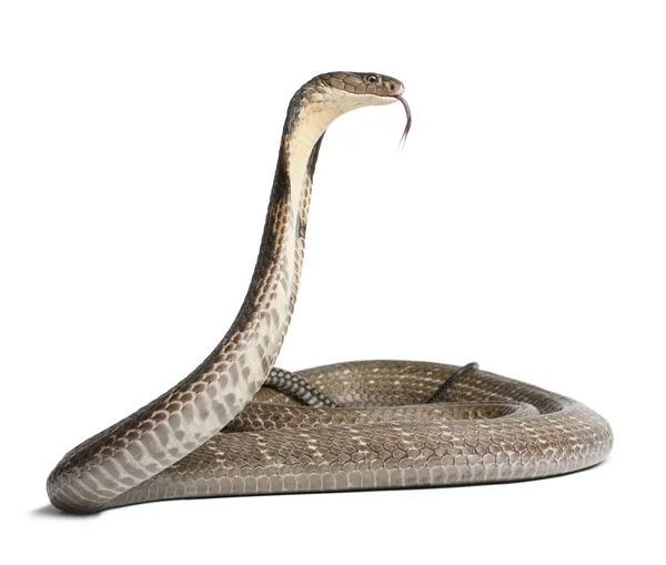 Re cobra - Ofiofago hannah, velenoso, sfondo bianco — Foto Stock