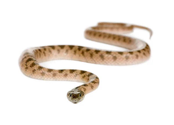 Retrato de espécies desconhecidas de serpentes, contra fundo branco, estu — Fotografia de Stock