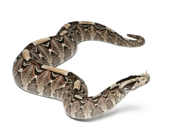 Nashorn-Viper - Bitis nasicornis x gabonica, pois — Stockfoto