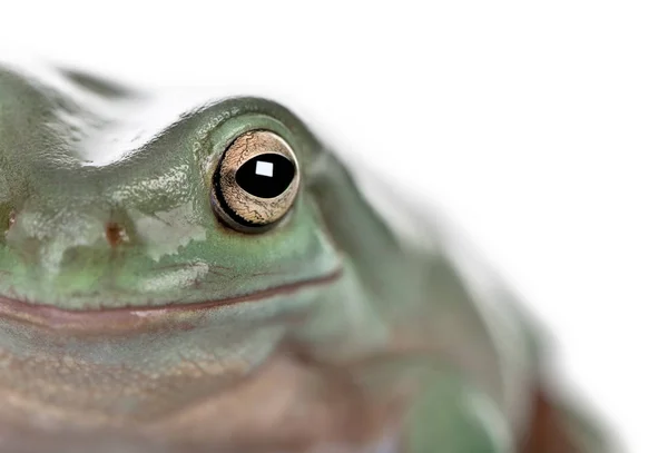 Close-up de Australian Green Tree Frog, Litoria caerulea, estúdio — Fotografia de Stock