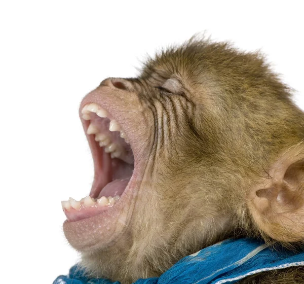 Young Barbary Macaque with mouth open, Macaca Sylvanus, 1 year o — Stock Photo, Image