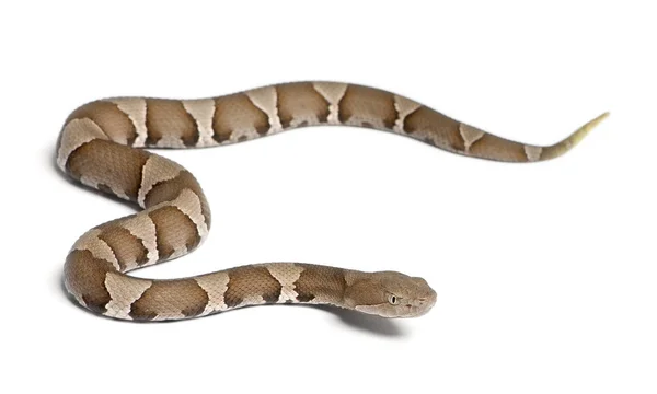 Junge Kupferkopfnatter oder Hochland-Mokassin - agkistrodon contor — Stockfoto