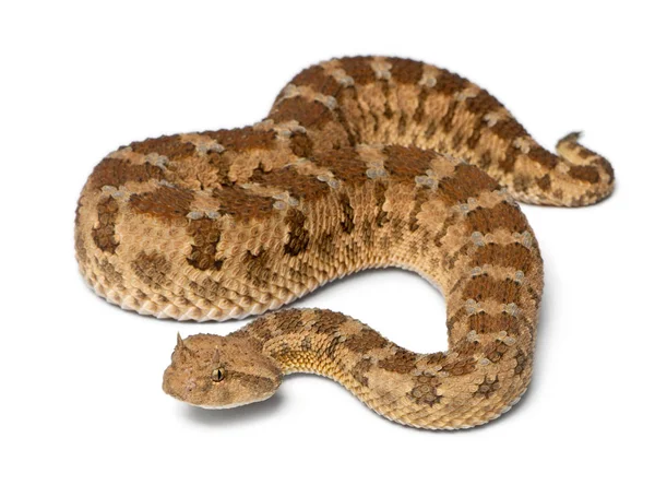 撒哈拉角毒蛇-cerastes cerastes、 有毒、 白色黑色 — 图库照片