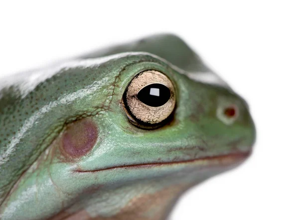 Close-up de Australian Green Tree Frog, Litoria caerulea, estúdio — Fotografia de Stock