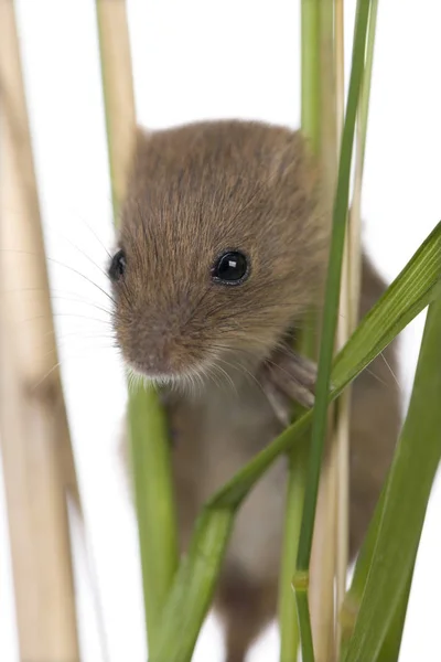 Close-up of harvest Mouse, Micromys minutus, climbing on blade o — Stock Photo, Image