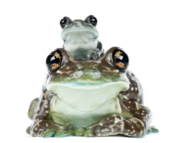 Female Amazon Milk Frog with young, Trachycephalus resinifictrix — Stock Photo, Image