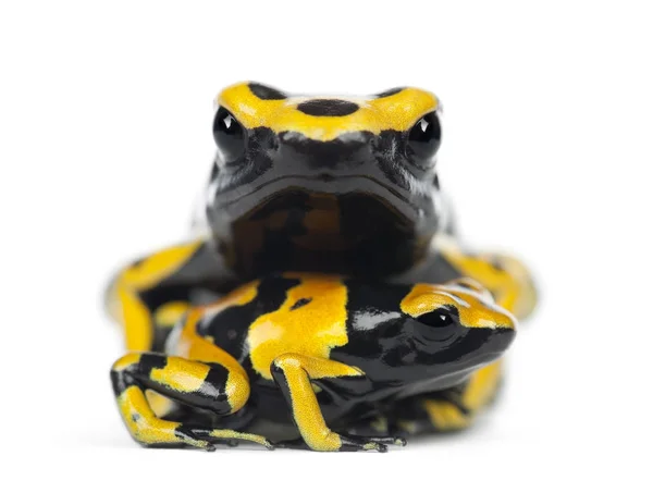 Żółty-Banded Poison Dart żaby, znany również jako Yellow-Headed P — Zdjęcie stockowe