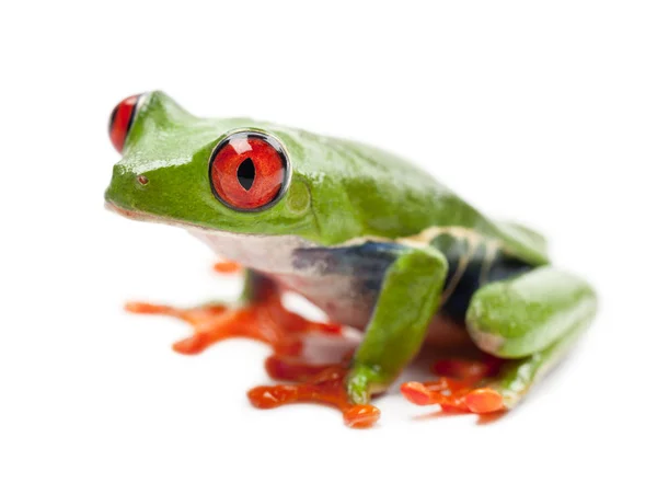 Rödögd Treefrog, rödögd bladgroda, porträtt mot vit — Stockfoto