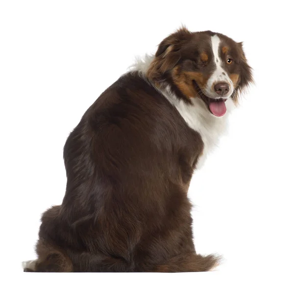 Porträtt av Australian Shepherd, 1 år gammal, sitter framför — Stockfoto