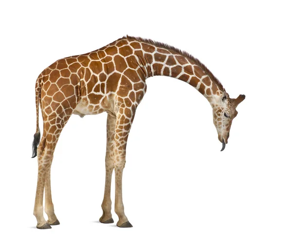 Somali Giraffe, commonly known as Reticulated Giraffe, Giraffa c — Stock Photo, Image