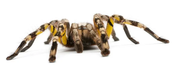 Aranha de tarântula, Poecilotheria Fasciata, na frente das costas brancas — Fotografia de Stock