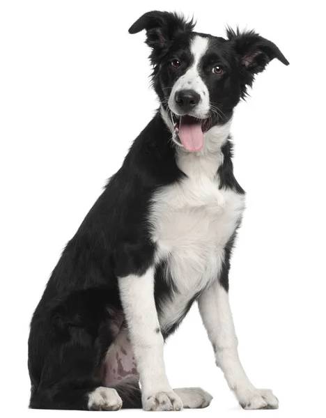 Border Collie filhote de cachorro, 5 meses, sentado na frente do bac branco — Fotografia de Stock