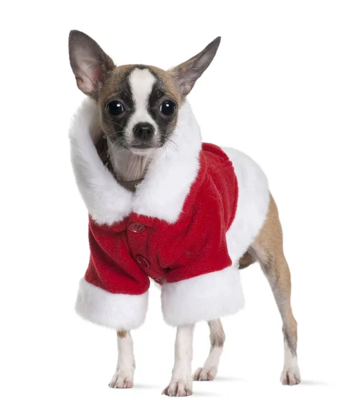 Chihuahua cachorro en traje de Papá Noel, 1 mes de edad, de pie delante de fondo blanco —  Fotos de Stock