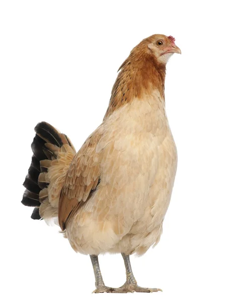 Poule devant fond blanc — Photo