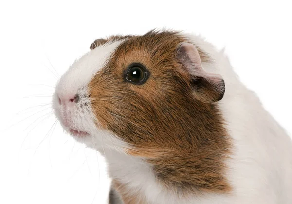 Meerschweinchen, Cavia porcellus, vor weißem Hintergrund — Stockfoto