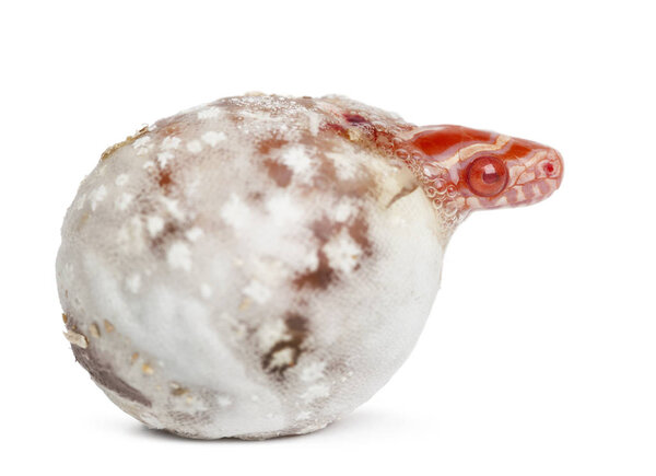 Corn snake hatching ("okeetee albinos" is the color) - Pantherophis guttatus guttatus, also know as red rat snake