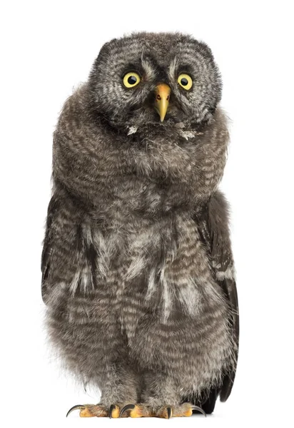 Grote Grey Owl of Lapland Owl, Strix nebulosa, 2 maanden oud agai — Stockfoto