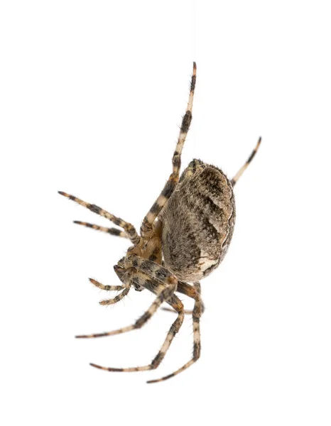 Ευρωπαϊκή κήπο αράχνη, Araneus diadematus, κρέμεται από μετάξι stri — Φωτογραφία Αρχείου