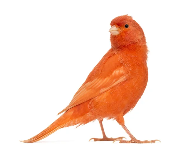 Canario rojo, Serinus canaria, sobre fondo blanco — Foto de Stock