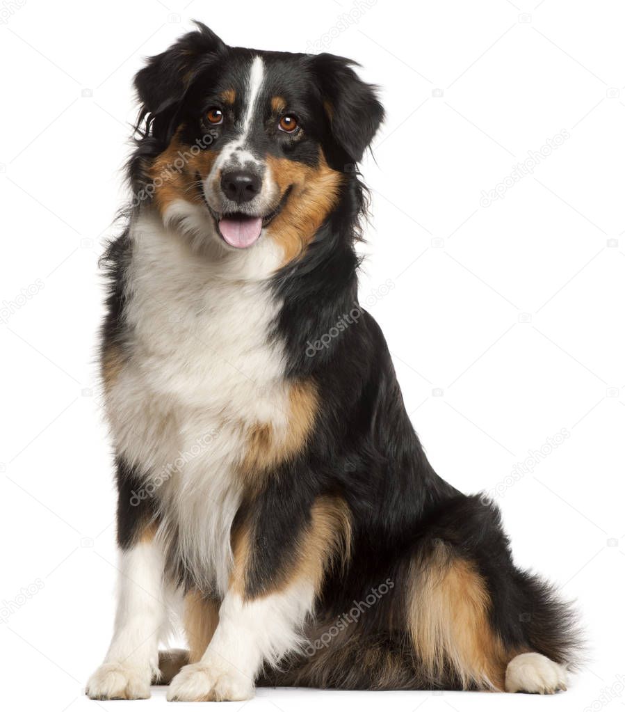 Pastore australiano in miniatura, 2 anni, seduto di fronte — Foto stock di  © lifeonwhite #172461668, image size:899x1023