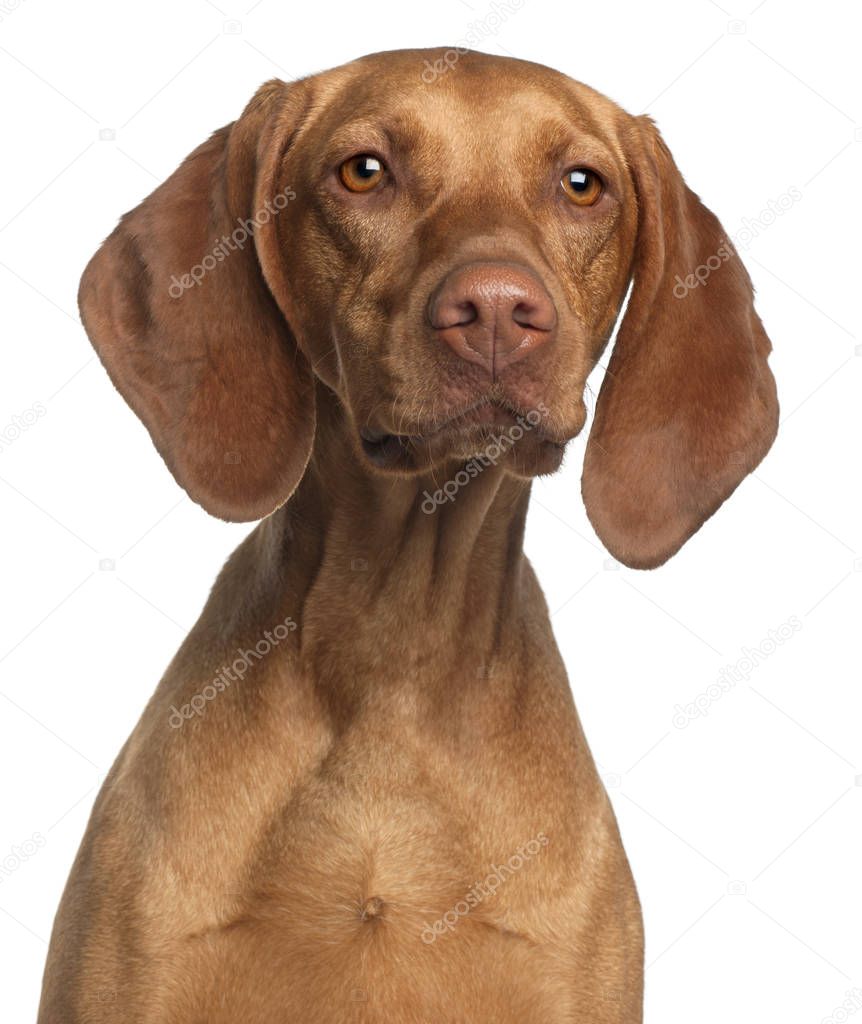 Close-up of Vizsla, 2 years old, in front of white background