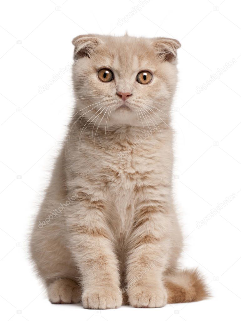 Scottish Fold Kitten, 1 months old, sitting in front of white ba