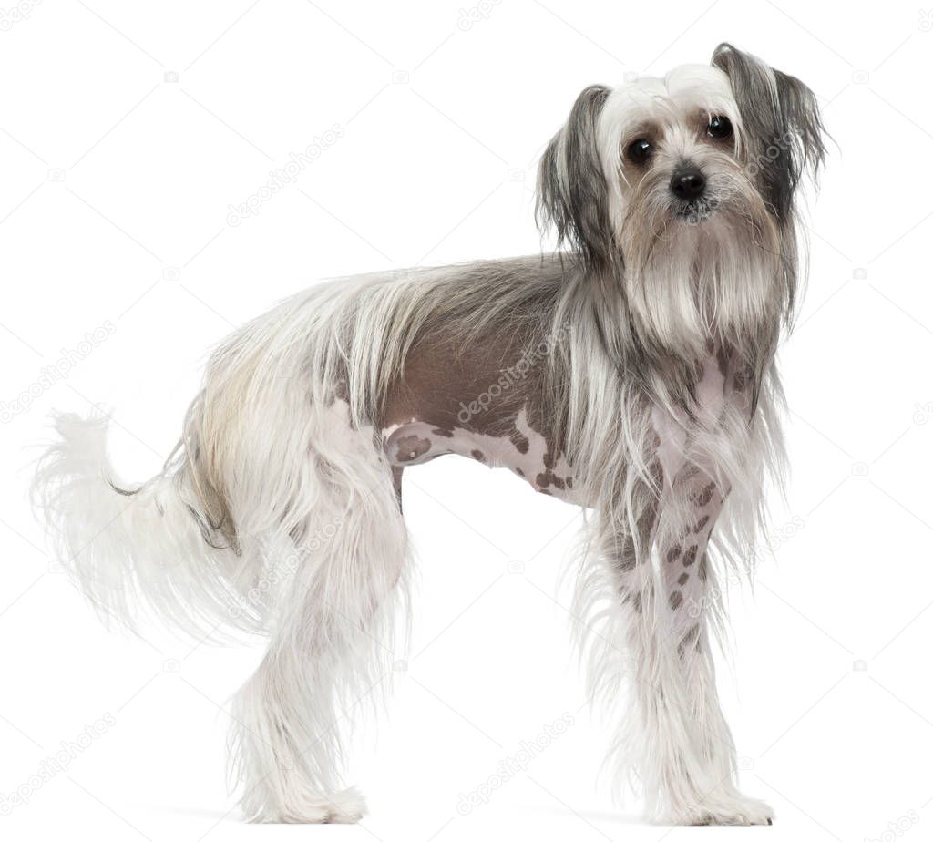 Chinese Crested Dog, 11 months old, standing in front of white b