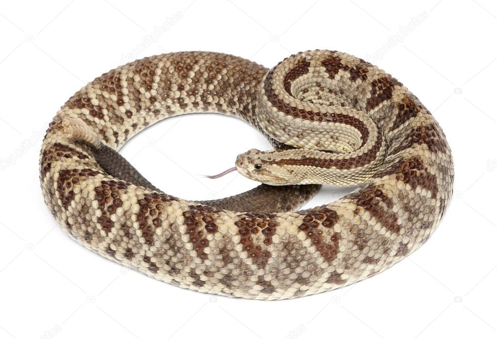 South American rattlesnake - Crotalus durissus,  poisonous, whit