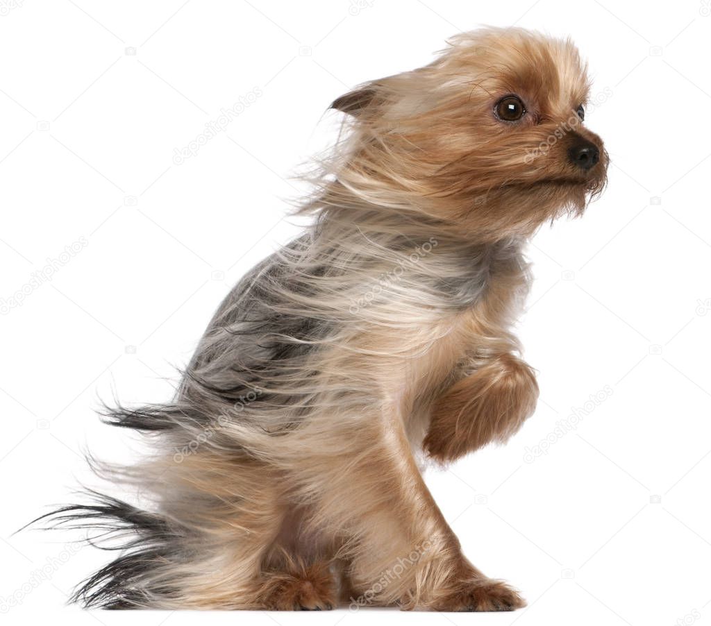 Yorkshire Terrier with hair in the wind, 1 year old, sitting in 