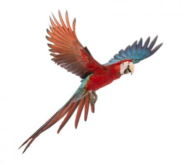 Kabinin içinde uçan Macaw, yeşil kanatlı Ara chloropterus, 1 yaşında,