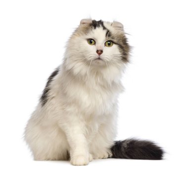 Amerikan Curl oturma ve kamera önünde katiyen bakarak