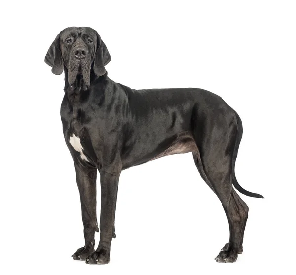 Oldalnézetből a Great Dane, 2 éves, nézi a kamera — Stock Fotó