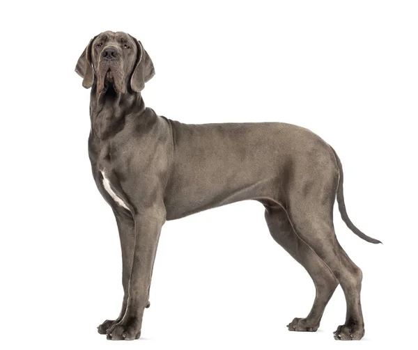 Side view of a Great Dane, 10 months old, looking at the camera — Stock Photo, Image