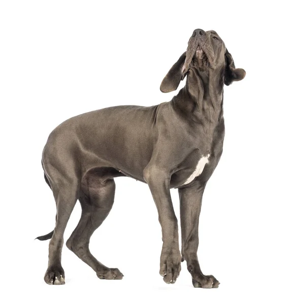 Great Dane, 10 hónapos, felnézett előtt fehér háttérb — Stock Fotó