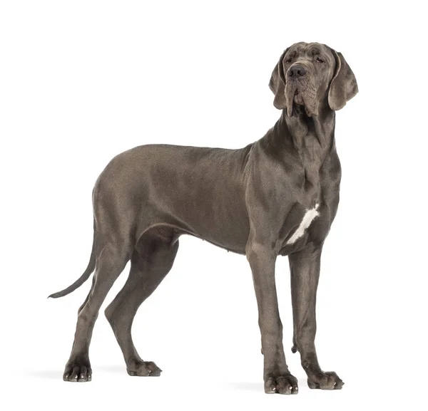 Side view of a Great Dane, 10 months old, looking away in front — Stock Photo, Image